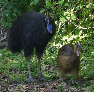 Male southern cassowary and smaller young.