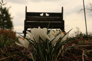 White Crocus