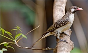 Greater Honeyguide