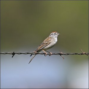 Chipping Sparrow