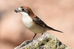 Woodchat Shrike, Fuerteventura