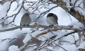 House Finch and Dark-Eyed Junco