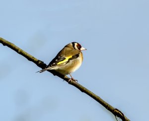 Goldfinch