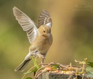 Incoming female chaffinch