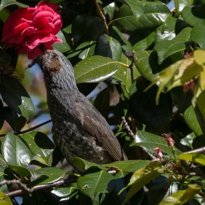 Brown-erared Bulbul