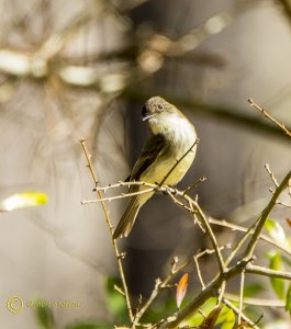 Eastern Phoebe