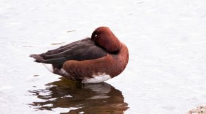 Ferruginous Duck