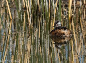 White-tufted Grebe