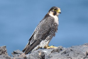 Barbary Falcon,  Fuerteventura
