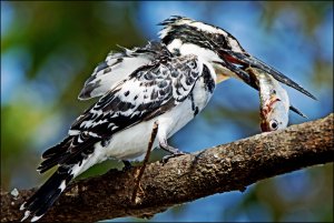 Pied Kingfisher