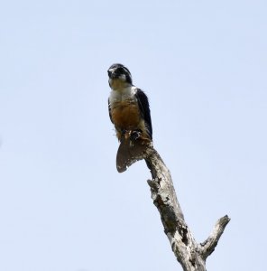 Black-Thighed Falconet