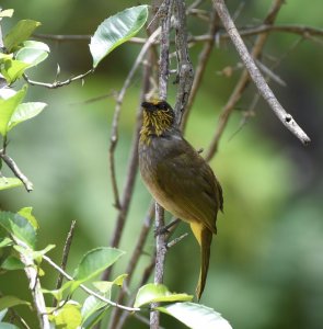 Stripe-throated Bulbul