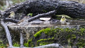 Goldfinches and Chipping Sparrow