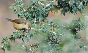 Tawny-flanked Prinia