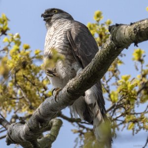 Sparrowhawk, 'this is my territory!'