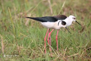 Black-winged stilt from a photogrphy hide