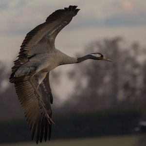 Common Crane