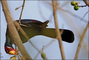 Violet Turaco