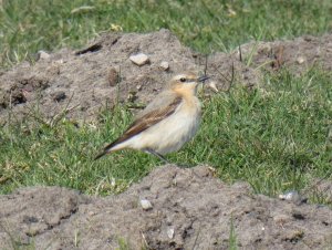 wheatear