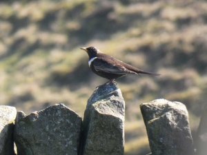 ring ouzel