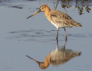 Black tailed godwit