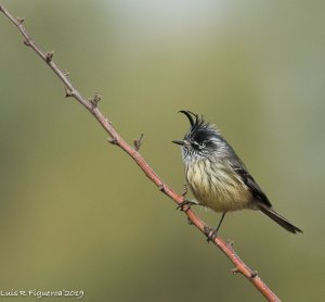 Tufted Tit-Tyrant