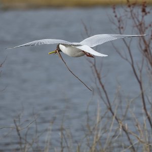 Black-headed Gull