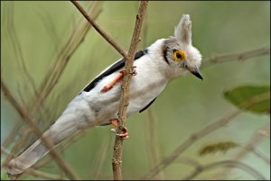 White-crested Helmet Shrike