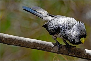 Western Grey Plantain-eater