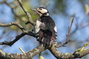 Female great spotted woodpecker