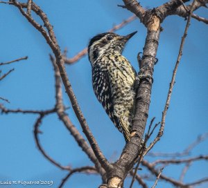 Striped Woodpecker  Female