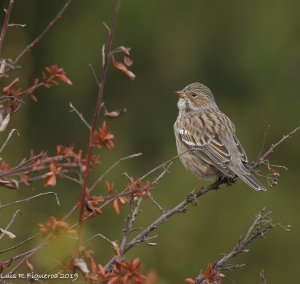 Mourning Sierra-finch Female