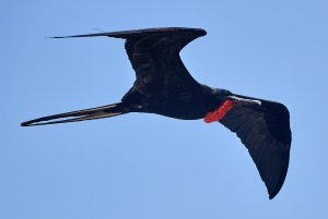 Male Frigatebird