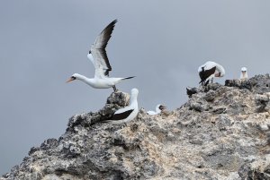 Nazca Boobies