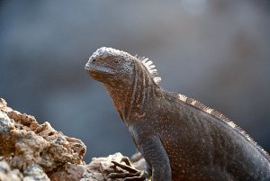 Marine Iguana (Juvenile?)