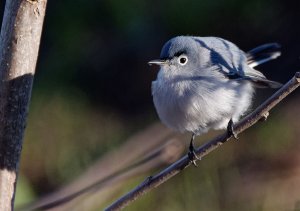 Another Blue-gray Gnatcatcher