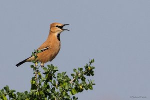 Iranian Ground Jay