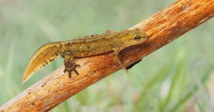 Female Carpathian Newt