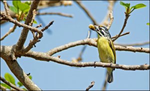 Yellow-fronted Tinkerbird 03