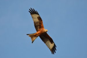 Red Kite