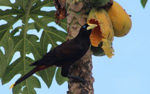 Crested Oropendola