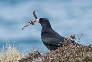 Chough (Pyrrhocorax pyrrhocorax)