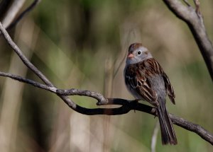 Field Sparrow in the woods