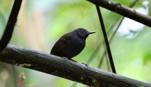 Dull-mantled Antbird.