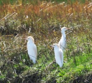 Cattle Egret