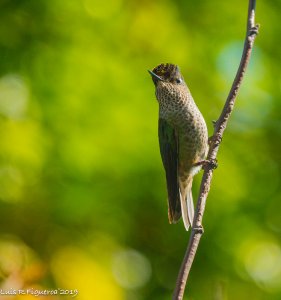 Green-backed firecrown Male