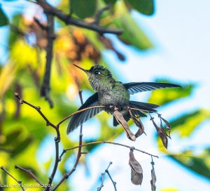 Green-backed firecrown Male