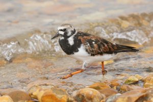 Turnstone