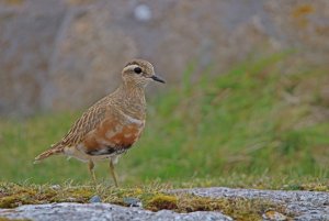 Male Dotterel