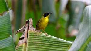Olive-crowned Yellowthroat(M)